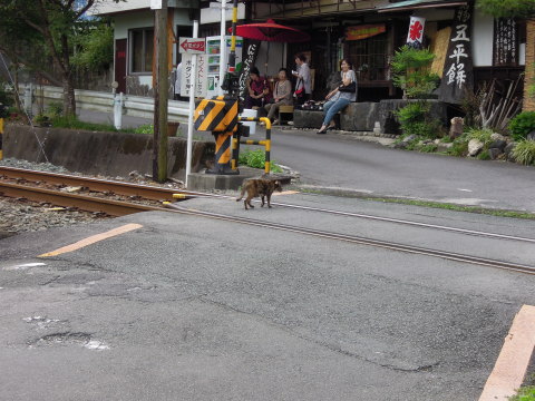 湯谷温泉駅南側にある「湯谷踏切」を渡る猫（ぬこ）さん